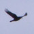 :icon36257: