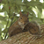 :icon3-DSquirrel: