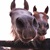 :icon3alooshka: