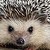 :icon3branden:
