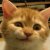 :icon3dsheepman: