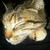:icon3trinity:
