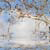 :icon3whiteroses: