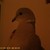 :icon4-29: