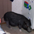 :icon4dogs1pig: