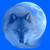 :icon4vermine4: