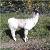 :icon4wheelergirl225:
