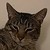 :icon50calpotato: