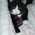 :icon51cat51: