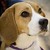 :icon53lumpy: