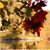:icon54f4i4: