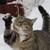 :icon5652: