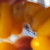 :icon5p1d3r89: