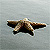 :icon5tarfish: