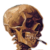 :icon6357brussell: