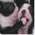 :icon6boston6terrier6hugs: