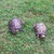 :icon6dimmu6borgir6:
