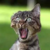 :icon6duckie6: