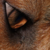 :icon6fox6: