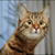 :icon8291353: