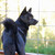 :icon87rae: