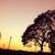 :icon8hollyberry: