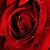 :icon8scarletblossom8: