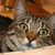 96Nekolover :icon96nekolover: