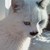 :icon97539: