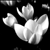:icon999nwo: