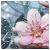 :icon999xredroses: