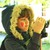 :icon9-kikijojo: