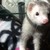 9Ferrets :icon9ferrets: