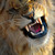 :icon9lion6: