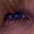 :icon9lives-alicat: