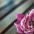 :icon9mt-ellail: