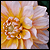 :icon9thbraun: