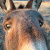 :icon-jamesjr: