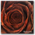 :icona-black-rose: