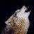 :icona-howl-in-the-wind: