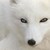 :icona-lagopus: