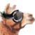 :icona-llama: