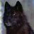 :icona-lupin:
