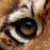 :icona-painted-nightmare: