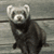 :icona-poor-emo-vampire: