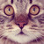 :icona-ravens-wing: