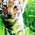 :iconA-Tiger: