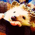 :icona-wang: