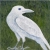 :iconA-white-crow:
