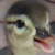 :iconaadallia: